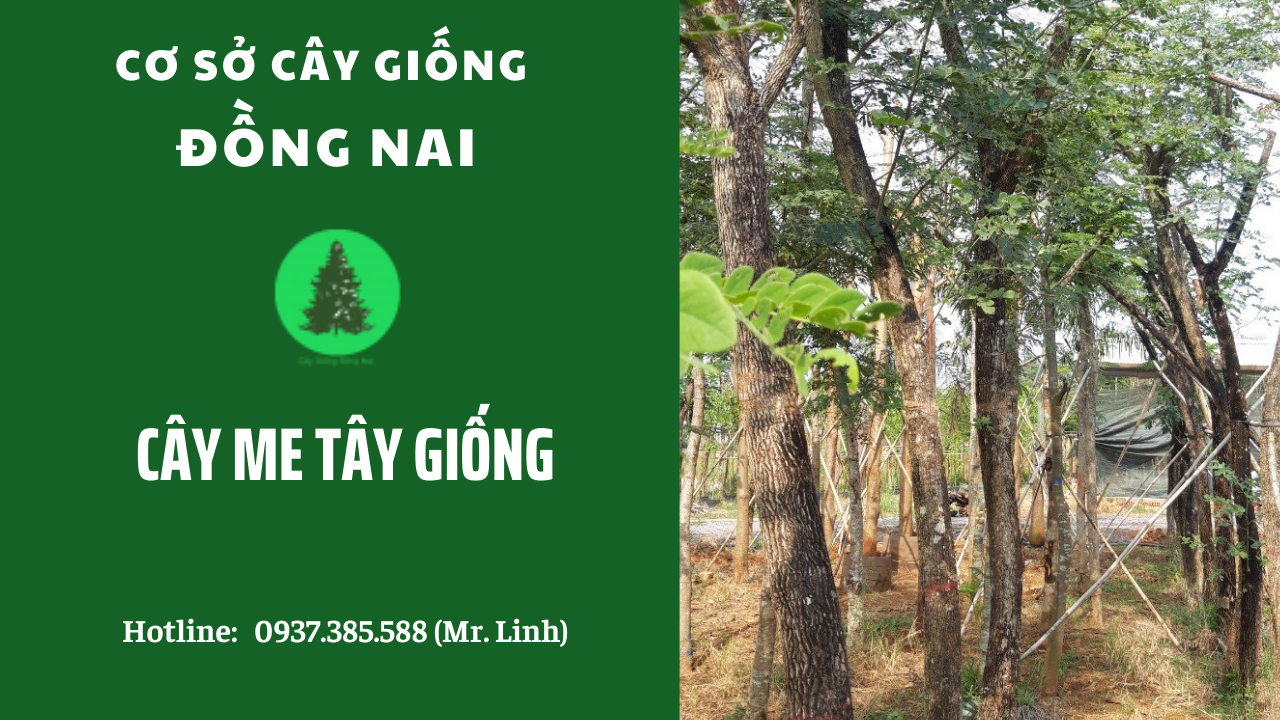  Cơ sở Cây giống Đồng Nai chuyên cung cấp cây Me Tây giống chất lượng