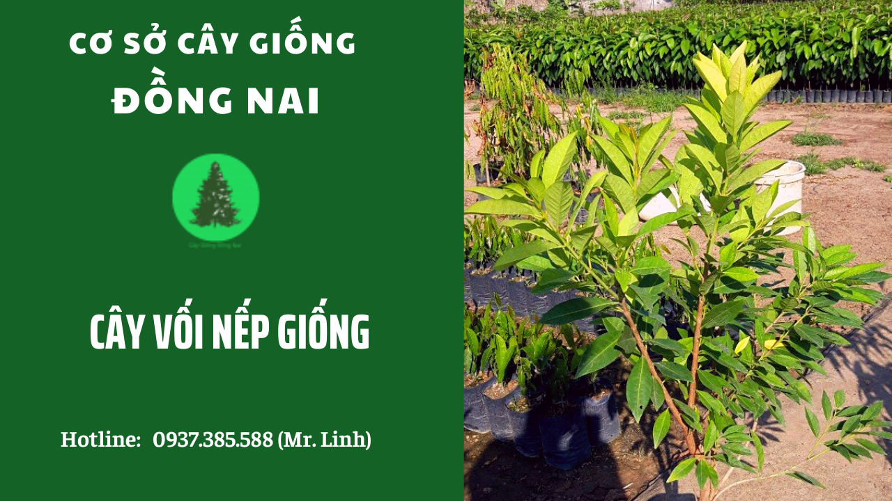 Cây Giống Đồng Nai - Quy trình nuôi trồng cây giống chuyên nghiệp