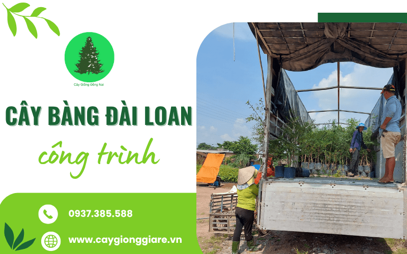 Cây Bàng Đài Loan công trình