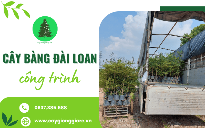 Cây Bàng Đài Loan công trình