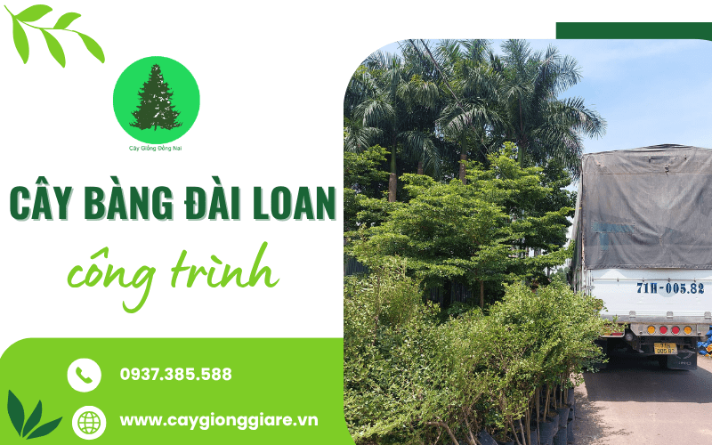 Cây Bàng Đài Loan công trình