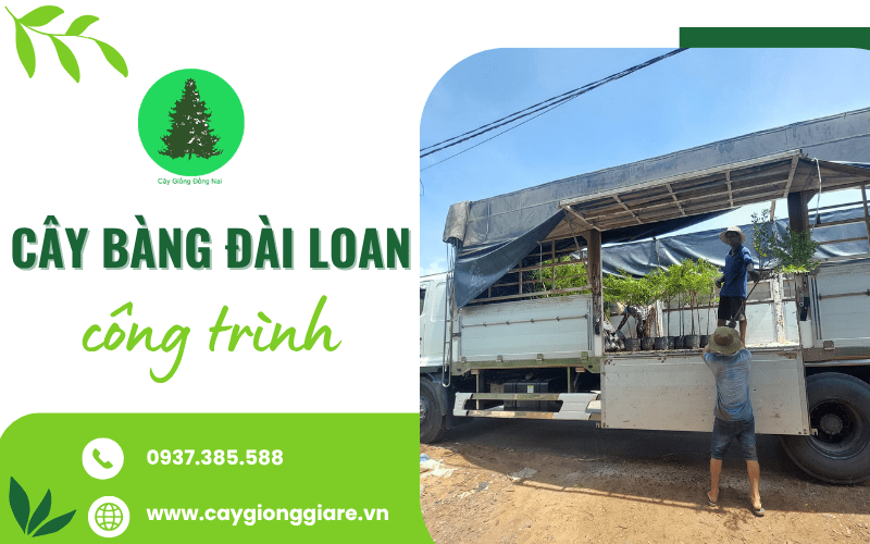 Cây Bàng Đài Loan công trình
