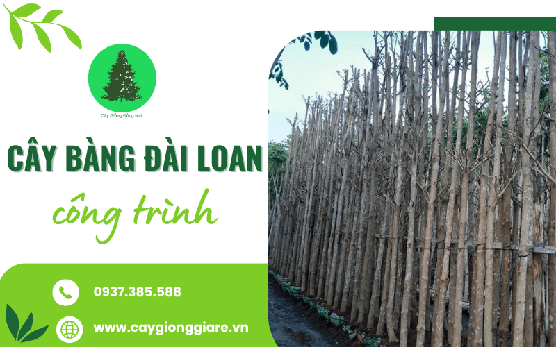 Cây Bàng Đài Loan công trình
