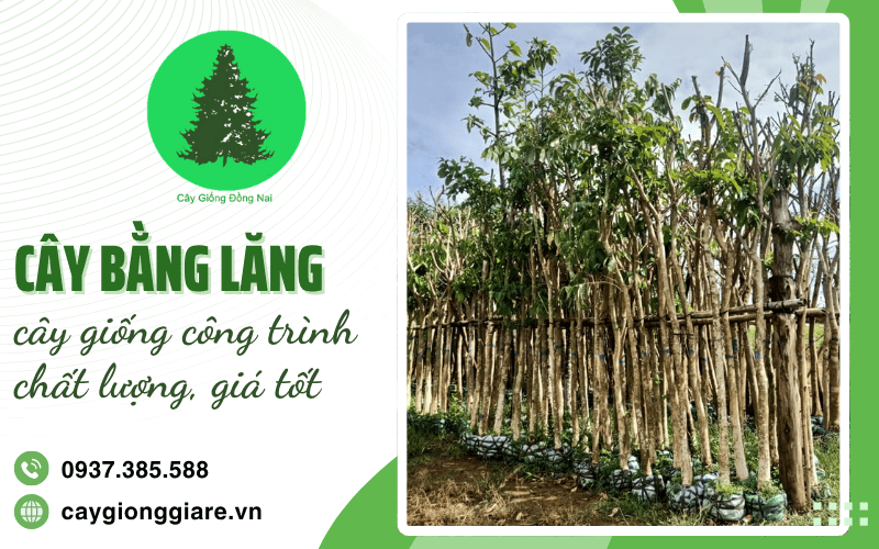 Cây bằng lăng