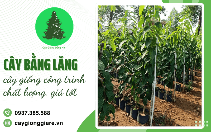 Cây bằng lăng