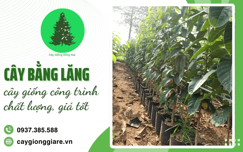 Cây bằng lăng