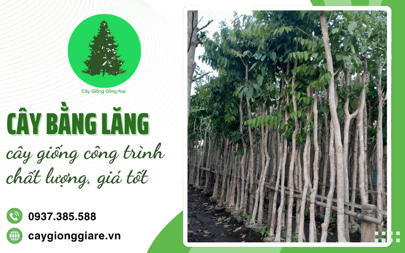 Cây bằng lăng