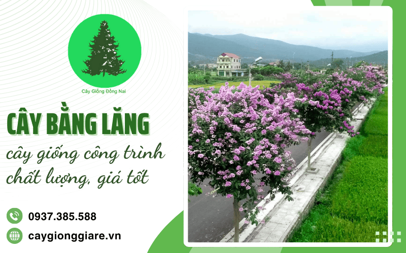 Cây bằng lăng