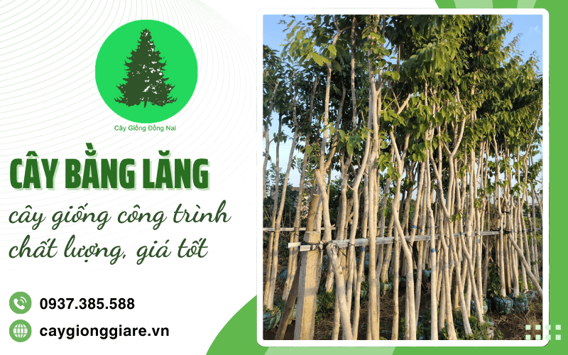 Cây bằng lăng