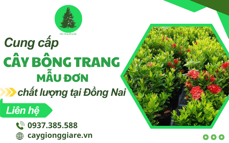 Cây Bông Trang công trình (Mẫu đơn)