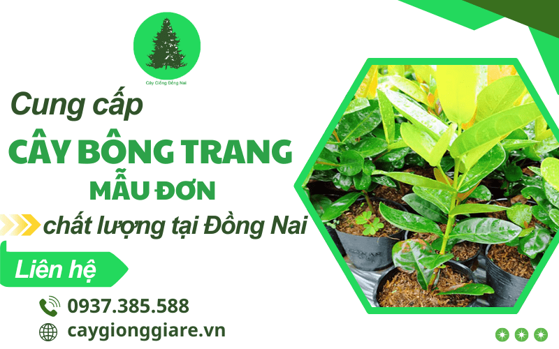 Cây Bông Trang công trình (Mẫu đơn)