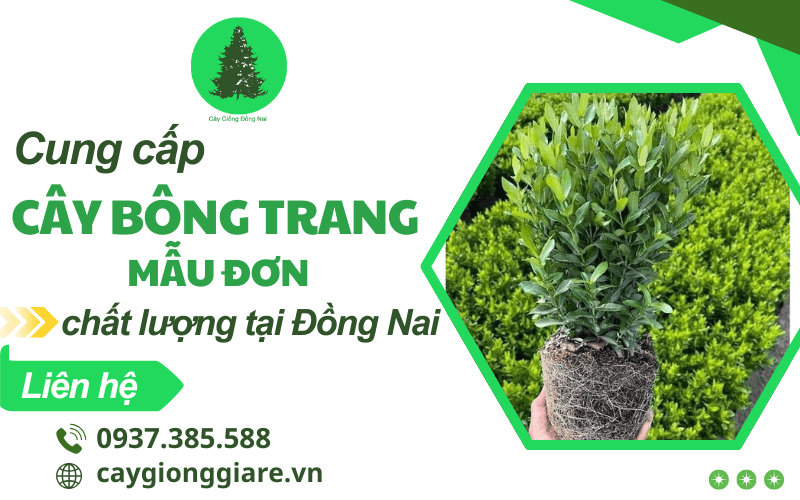 Cây Bông Trang công trình (Mẫu đơn)