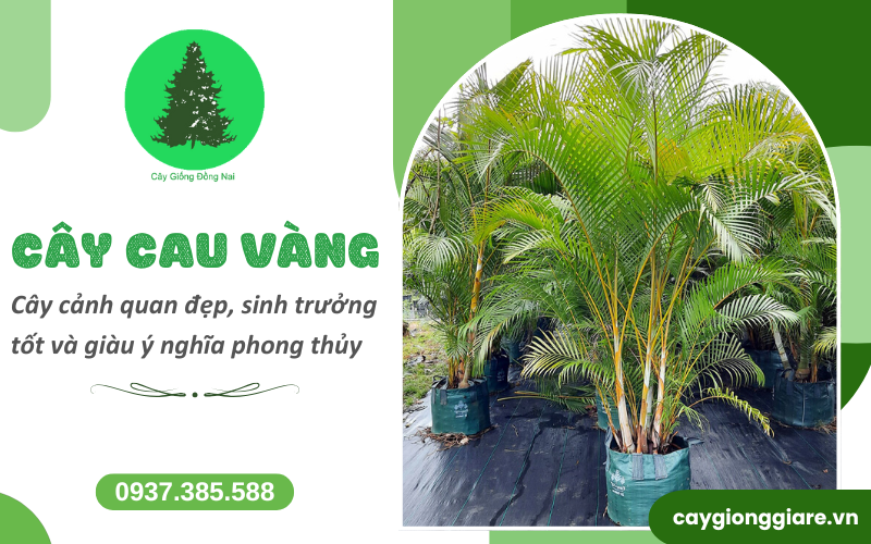 cây cau vàng