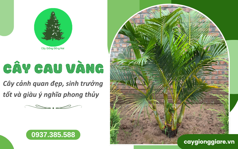 cây cau vàng