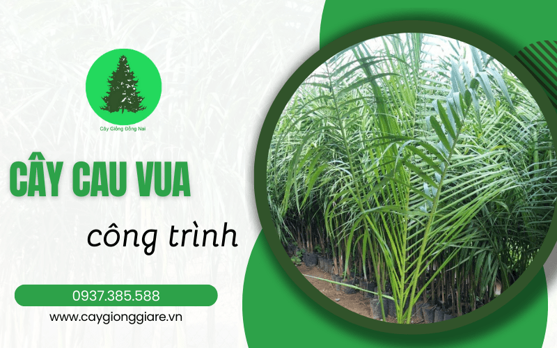 cây cau vua công trình