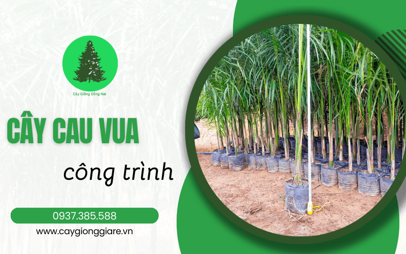 cây cau vua công trình