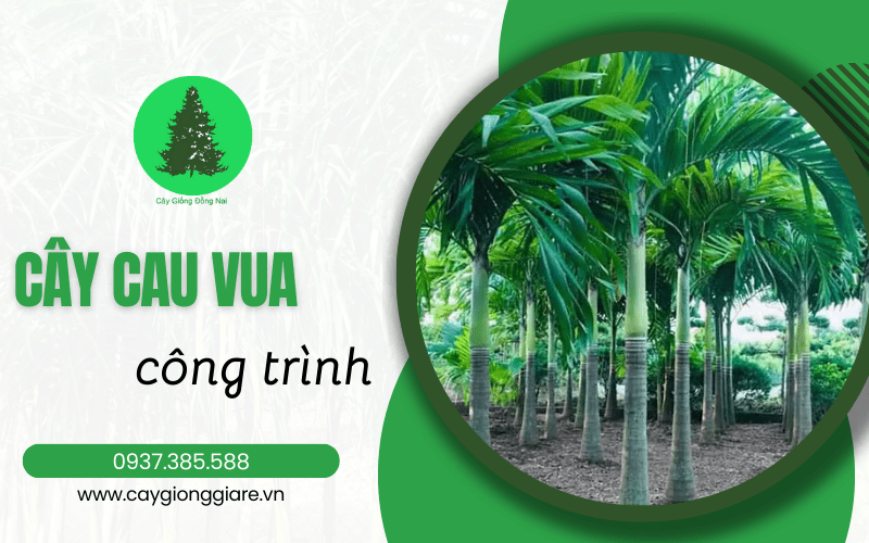 cây cau vua công trình