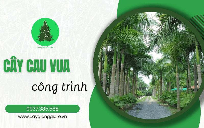 cây cau vua công trình