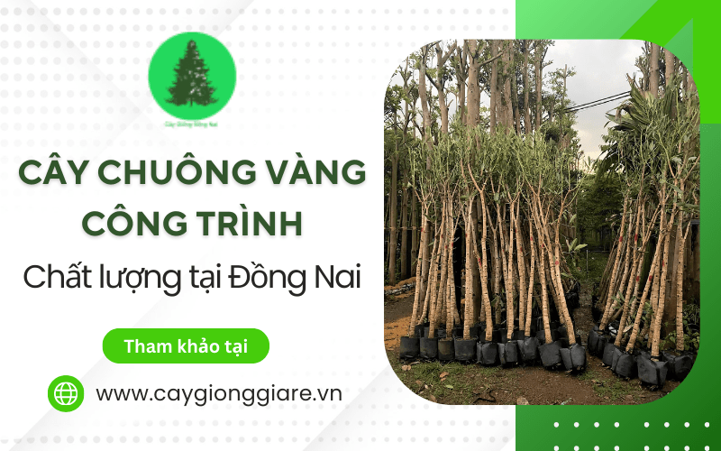 cây chuông vàng công trình