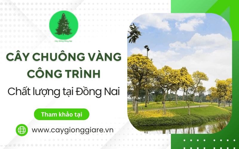 cây chuông vàng công trình