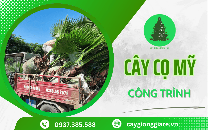 Cây cọ Mỹ công trình