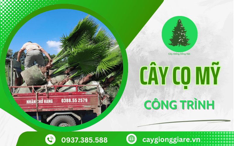 Cây cọ Mỹ công trình