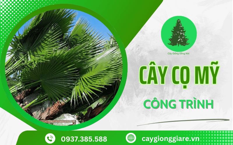 Cây cọ Mỹ công trình