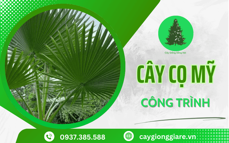 Cây cọ Mỹ công trình