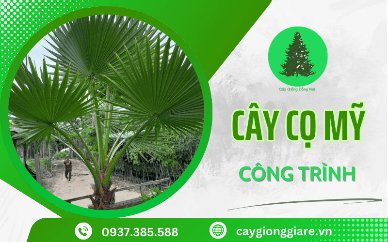 Cây cọ Mỹ công trình