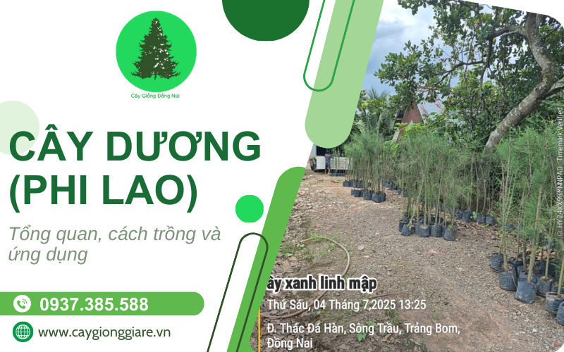 Cây phi lao