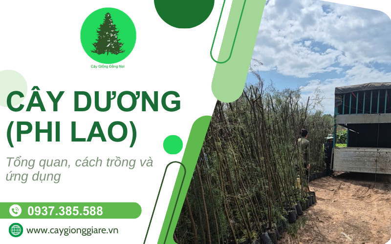Cây phi lao
