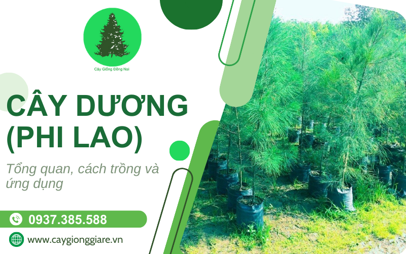 Cây phi lao