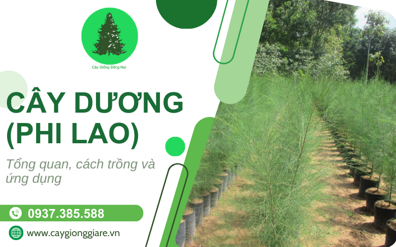Cây phi lao