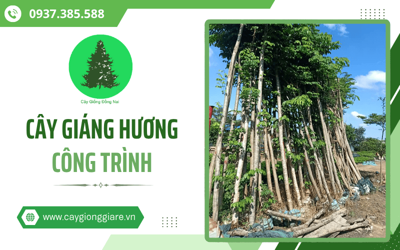 cây giáng hương công trình