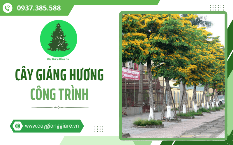 cây giáng hương công trình