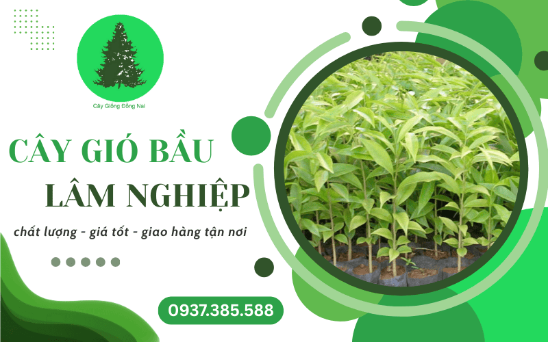 Cây gió bầu