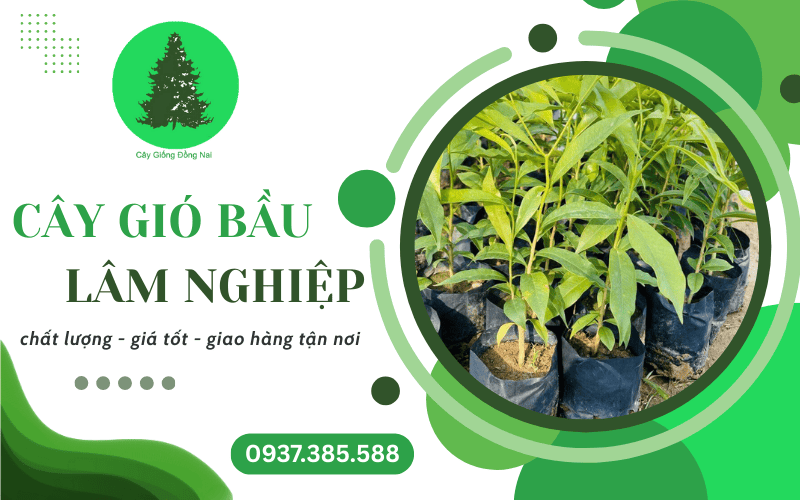 Cây gió bầu