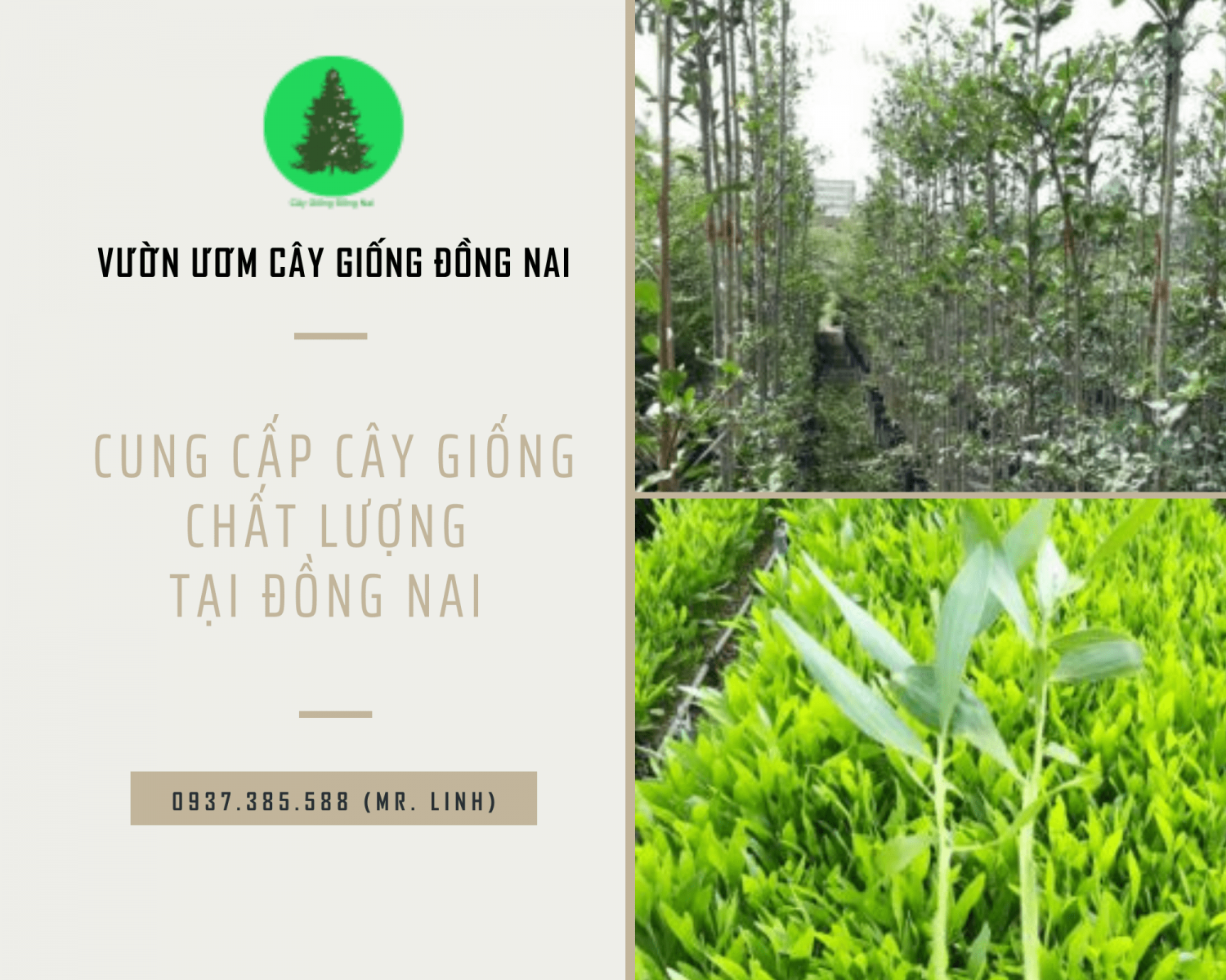 Vườn ươm cây giống Đồng Nai – chất lượng, uy tín, chuyên nghiệp