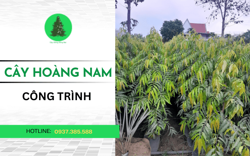 cây hoàng nam công trình