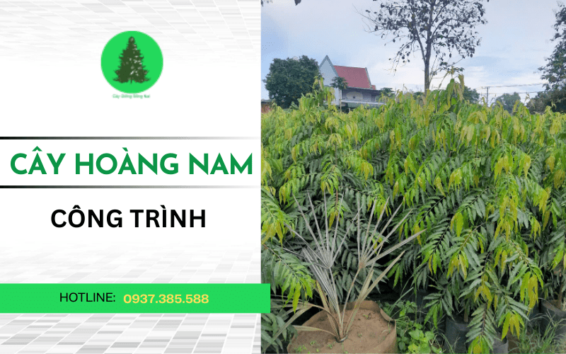 cây hoàng nam công trình