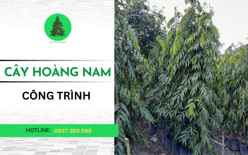 cây hoàng nam công trình