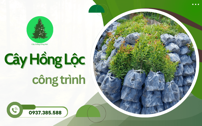 Cây Hồng Lộc công trình