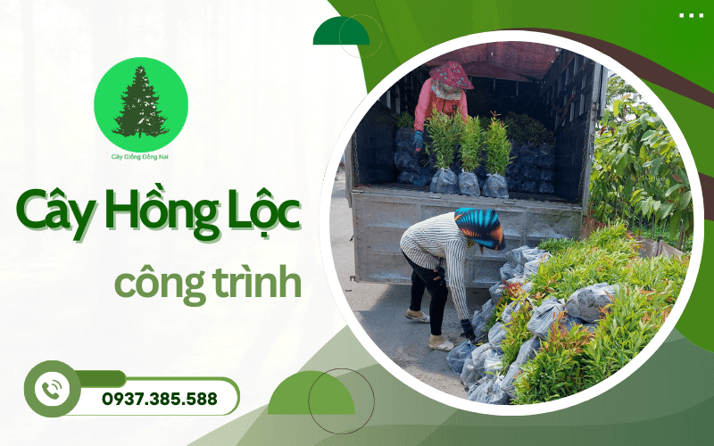 Cây Hồng Lộc công trình