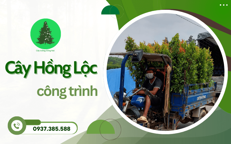 Cây Hồng Lộc công trình