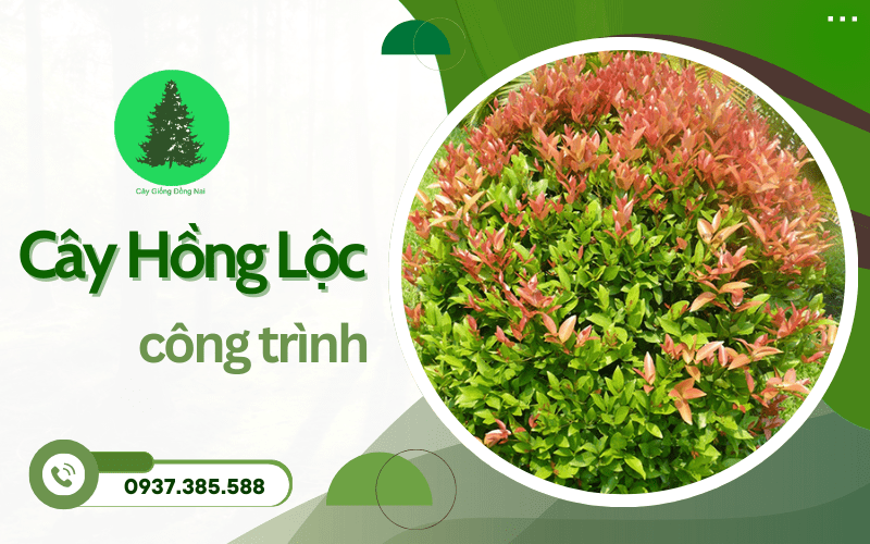 Cây Hồng Lộc công trình