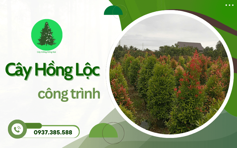 Cây Hồng Lộc công trình