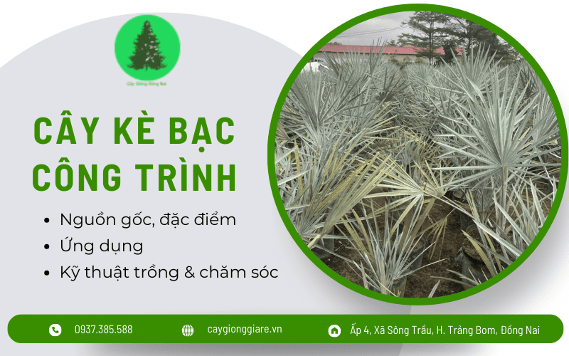 cây kè bạc công trình