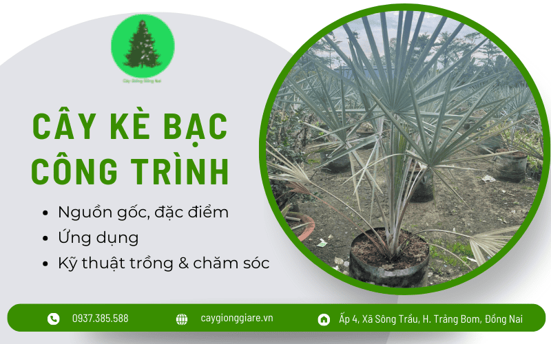 cây kè bạc công trình