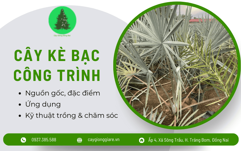 cây kè bạc công trình