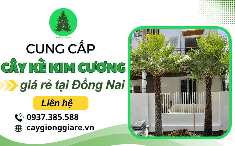cây kè kim cương
